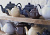 P_0056.722 Чайник заварочный Classic Tones 1,5 л белый P_0056.722 Чайник заварочный Classic Tones 1,5 л белый